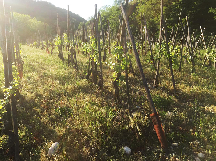 parcelle de vignes